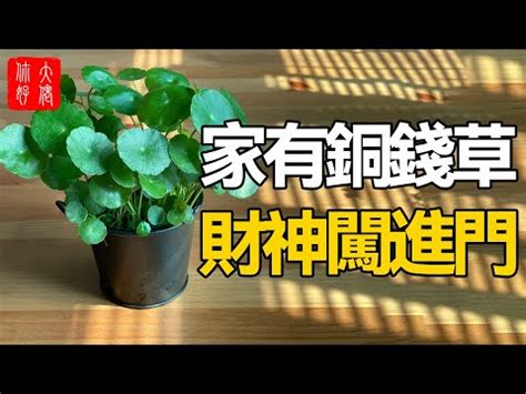 錢幣草風水|【銅錢草 風水】銅錢草風水佈局指南：招財旺運不可。